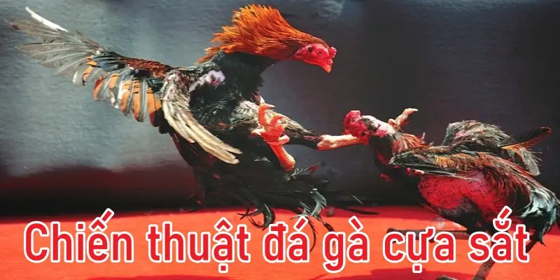 Chiến thuật đá gà cựa sắt